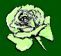 green rose