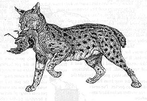 bobcat