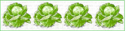 cabbages