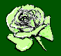 green rose but