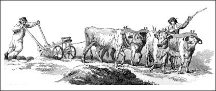 plow and oxen